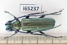 I65237. Cerambycidae Sp. Vietnam North. Fixed Price $14.00.