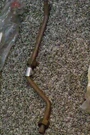 Cummins Compressor Water Inlet Tube 3925590 Is Used 8.3L Engines, New Oem. Fixed Price $30.00.