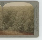 Norwegian Valley & Pine Northfield Mn Minnesota Universal Stereoview. Fixed Price $15.40.